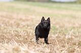 SCHIPPERKE 460